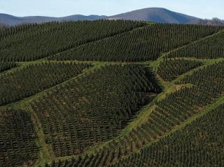 tree_farm_blue_ridge_kitties