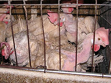 Animal_Abuse_Battery_Cage_01