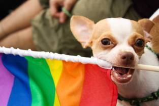rainbow-dog-pride